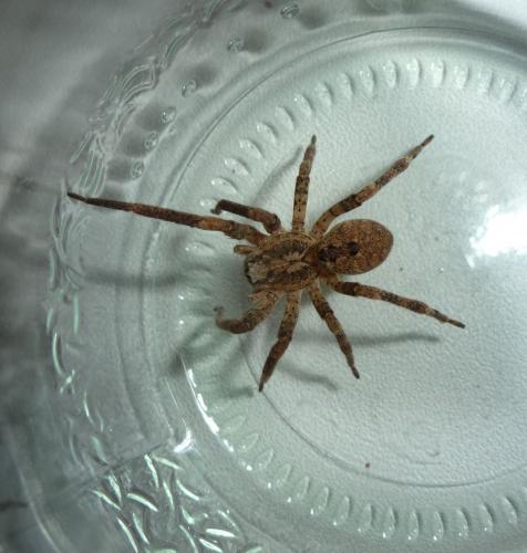 Zoropsis spinimana